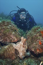 A diver underwater observing a Common Octopus (Octopus vulgaris), common octopus, among rocks and