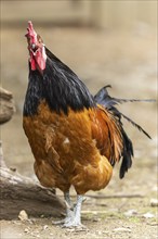 A proud rooster with brown feathers and a black neck stands on a farm and crows, Vorwerkuhn,