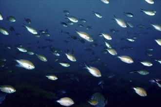 Underwater photo of a school, school of fish, monk fish (Chromis chromis) in the deep blue sea.