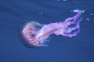 A colourful mauve stinger (Pelagia noctiluca) floats effortlessly in the water. Dive site Marine