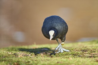 Eurasian coot (Fulica atra) on a meadow, Bavaria, Germany, Europe