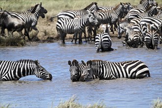 Zebras (Equus burchelli) and blue wildebeests (Connochaetes taurinus) by the pond, Serengeti