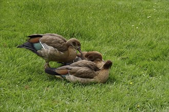 Young Nile Geese, May, Germany, Europe