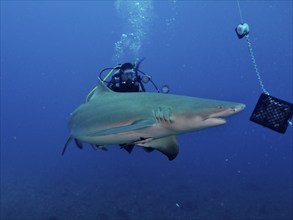 A lemon shark (Negaprion brevirostris) approaches the bait box, observed by a diver. Dive site