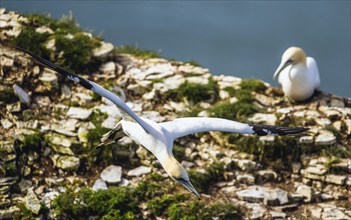 Northern Gannet, Morus bassanus, bird in flight over cliff