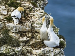 Northern Gannet, Morus bassanus, birds on cliff, Bempton Cliffs, North Yorkshire, England, United