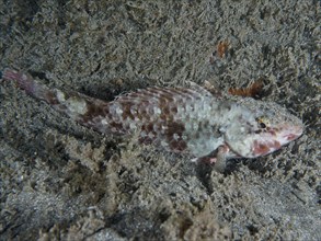 A grey-brown patterned Mediterranean parrotfish (Sparisoma cretense) sleeps on the sandy seabed at