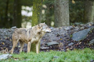 Eastern wolf (Canis lupus lycaon) standing on a meadow, Bavaria, Germany, Europe