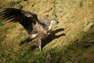 Eurasian griffon vulture (Gyps fulvus) standing on the ground, Bavaria, Germany, Europe