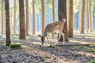 European fallow deer (Dama dama) doe sin a forest, Bavaria, Germany, Europe