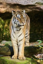 Siberian tiger (Panthera tigris altaica) standing on a rock, Germany, Europe