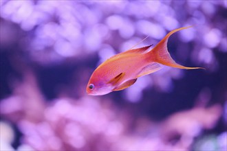 Sea goldie (Pseudanthias squamipinnis) in a aquarium, captive, Germany, Europe