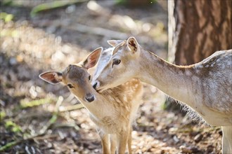 European fallow deer (Dama dama) mother with her youngster in a forest, Bavaria, Germany, Europe