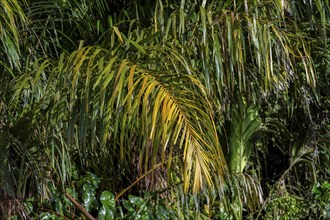 Palm tree, Details in the jungle, Dense vegetation, Tortuguero National Park, Costa Rica, Central