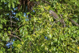 Green iguana (Iguana iguana) in a tree, Tortuguero National Park, Costa Rica, Central America