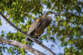 Bare-throated tiger heron (Tigrisoma mexicanum) in a tree, Tortuguero National Park, Costa Rica,