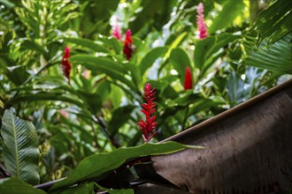 Red ginger, Plant, Details in the jungle, Dense vegetation, Tortuguero National Park, Costa Rica,