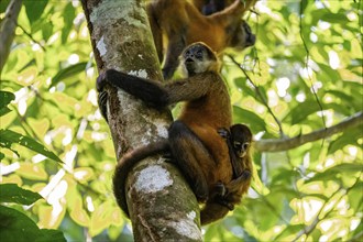 Geoffroy's spider monkey (Ateles geoffroyi) with juvenile climbing a tree in the jungle, Tortuguero