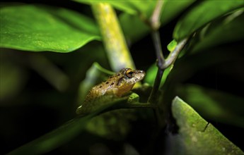 Fitzinger's Dink Frog (Craugastor fitzingeri) on a leaf, macro photograph, black background,