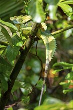 Plumed basilisk (Basiliscus plumifrons), adult male sitting on a branch, Tortuguero National Park,