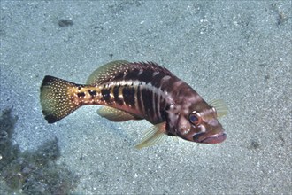 Close-up of a king sawfish (Serranus atricauda) with a dot pattern on a layer of sand on the seabed