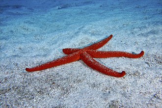 A mediterranean red sea star (Echinaster sepositus) spreads out on the sandy substrate. Dive site