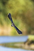 Northern Lapwing, Vanellus vanellus in a flight over autumn marshes