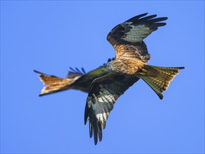 Red Kite, Milvus milvus, bird in flight