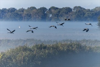 Group of cranes flying in the fog over a field landscape, Crane (Grus grus) wildlife, Western