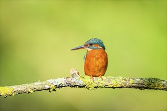 Common kingfisher (Alcedo atthis) sitting on a branch with autumncolours, wildife, Catalonia,