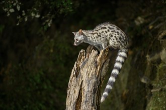 Common genet (Genetta genetta), climbing on a tree wildlife in a forest, Montseny National Park,