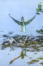 Common kingfisher (Alcedo atthis) flying out of the water after hunting fish, wildife, Catalonia,