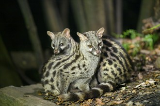 Two Common genets (Genetta genetta), cuddling wildlife in a forest, Montseny National Park,