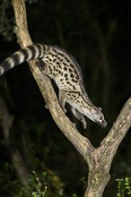 Common genet (Genetta genetta), climbing on a tree wildlife in a forest, Montseny National Park,