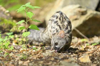 Common genet (Genetta genetta), wildlife in a forest, Montseny National Park, Catalonia, Spain,