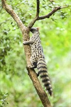 Common genet (Genetta genetta), climbing on a tree wildlife in a forest, Montseny National Park,