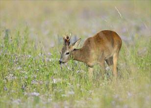 Roe deer (Capreolus capreolus), roebuck standing in a colourful spring meadow with clover