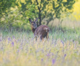 Roe deer (Capreolus capreolus), doe standing in a colourful spring meadow, in the background a