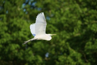 Great Egret (Ardea alba), fly, spring, Wakodahatchee Wetlands, Delray Beach, Florida, USA, North