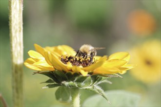 Field bumblebee (Bombus pascuorum), sunflower, pollen, yellow, macro, close-up of a bumblebee on