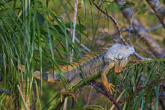 Common green iguana (Iguana iguana), Wakodahatchee Wetlands, Delray Beach, Florida, USA, North