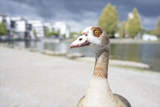 Nile goose (Alopochen aegyptiaca) in profile view, close-up, wide angle, looking to the left,