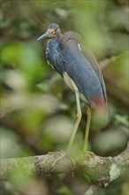 Tricoloured Heron (Egretta tricolor), sitting on a branch, spring, Wakodahatchee Wetlands, Delray