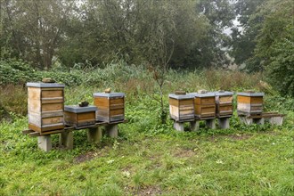 Beehives stand in a green meadow, surrounded by trees and nature, biotope, Baden-Württemberg,