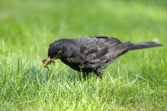 Blackbird (Turdus merula), male foraging on a lawn, many insects in his beak, Lower Saxony,