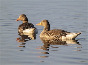 Greylag goose (Anser anser), greylag geese swimming on a pond, in the warm morning light, Lower