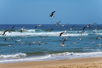 Seagulls flying over a sandy beach against a backdrop of blue sea and sky, Monte Gordo, Faro,