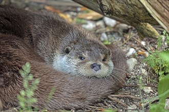 Otter (Lutra lutra)