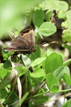 Scotch Argus (Erebia aethiops), August, Bavaria, Germany, Europe