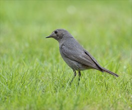 Black redstart (Phoenicurus ochruros), female foraging on a lawn in a garden, Lower Saxony,